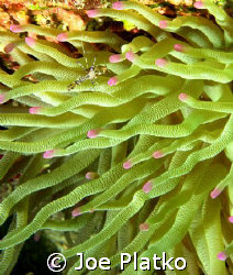 Tiny crab found on a giant anemone off the island of Cura... by Joe Platko 
